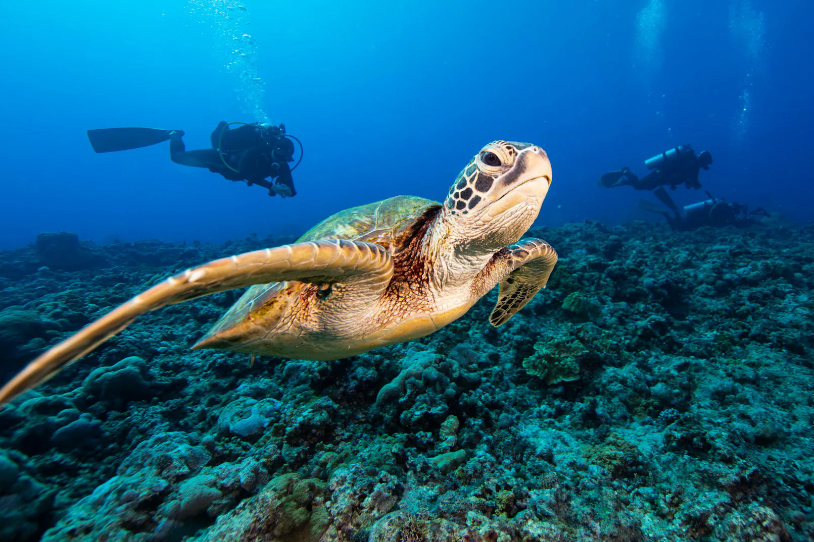 A green sea turtle gliding over a reef with scuba divers keeping their distance in the blue behind it