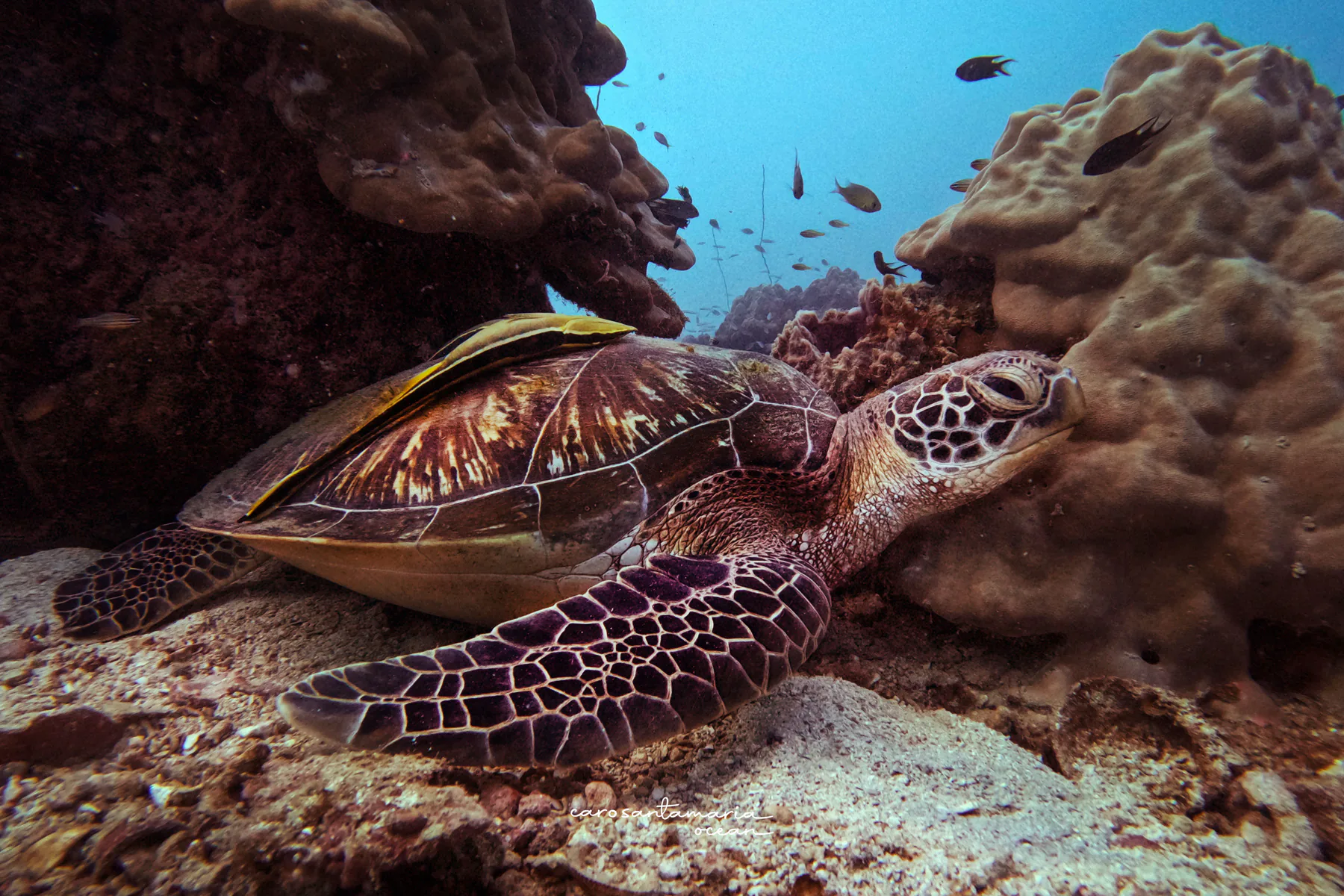 A green sea turtle wedged in to rest between coral heads, reef fish in the water column above