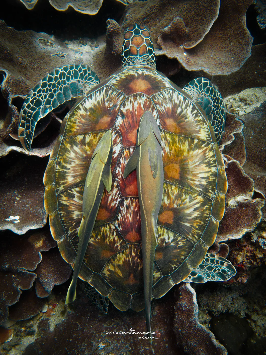Top-down view of a green sea turtle resting on plate coral with two remora suckerfish on its shell