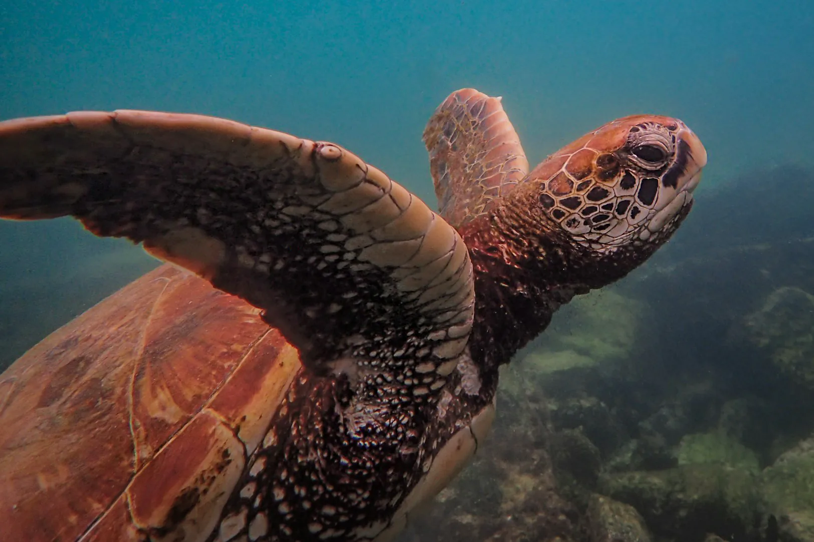 A green sea turtle swimming through sunlit turquoise shallows over a rocky bottom