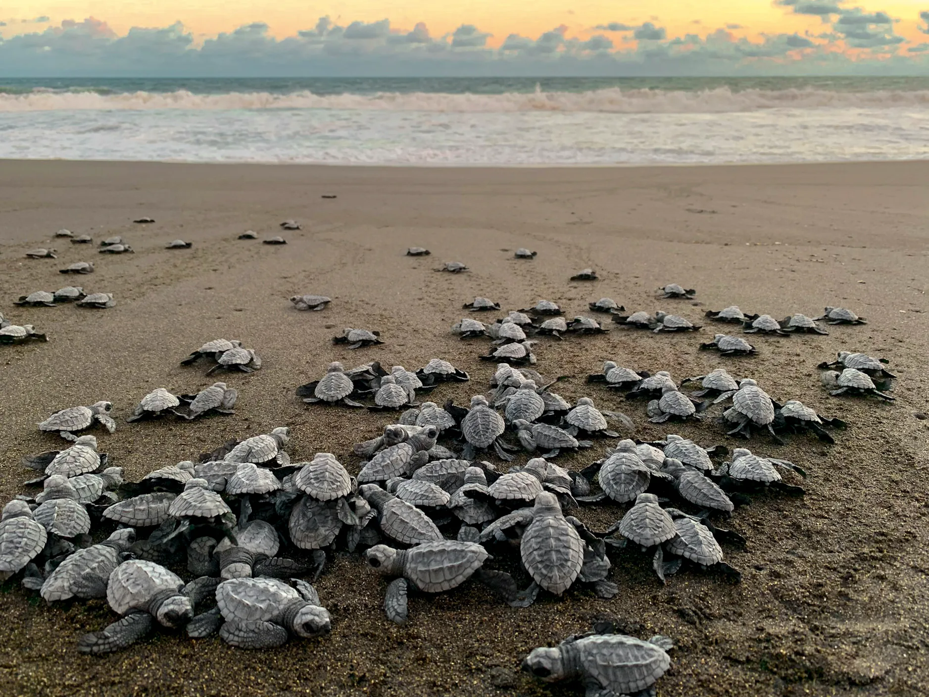 Dozens of olive ridley hatchlings scrambling down a dark sand beach toward the surf at dusk