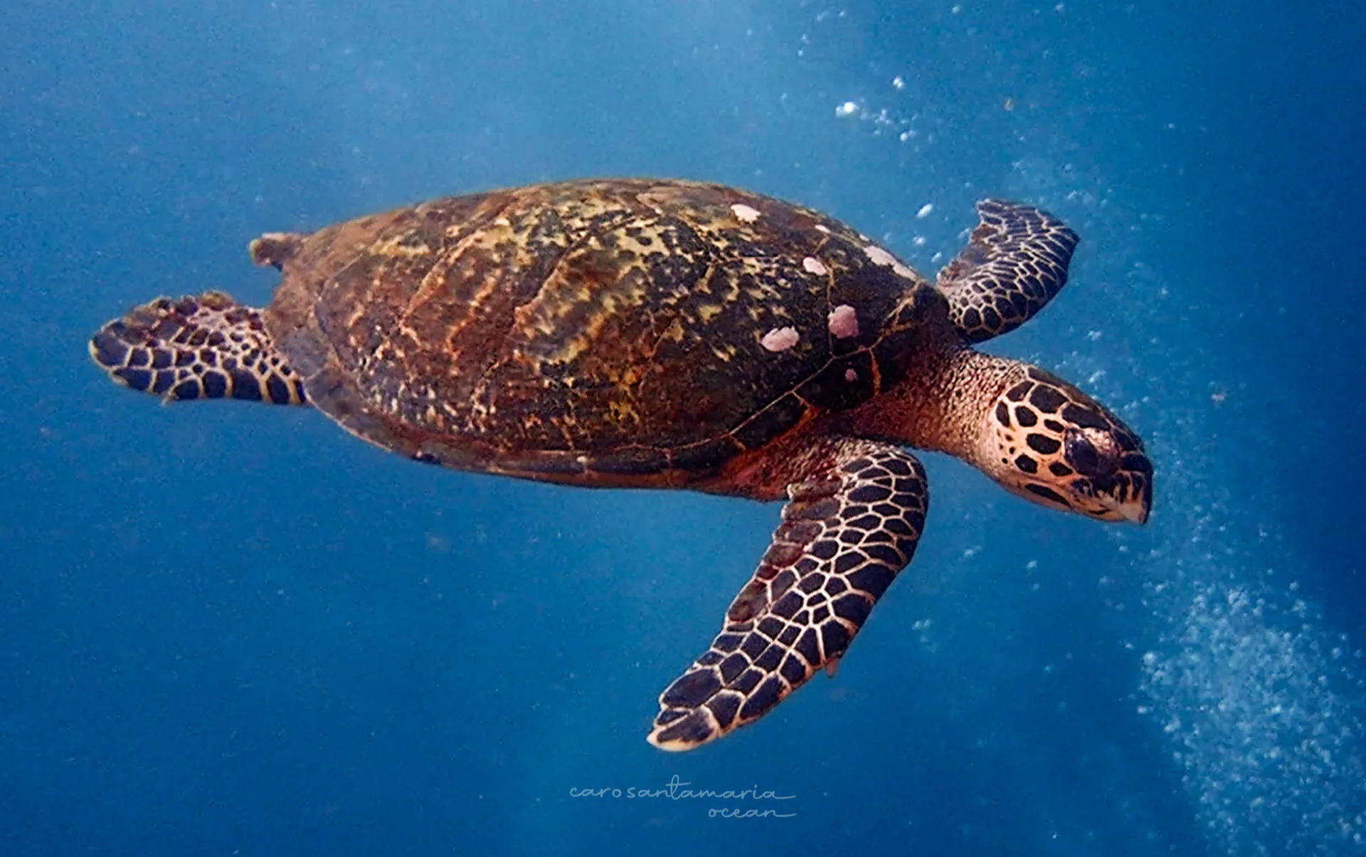 A hawksbill sea turtle swimming in open blue water, its patterned shell and pointed beak visible