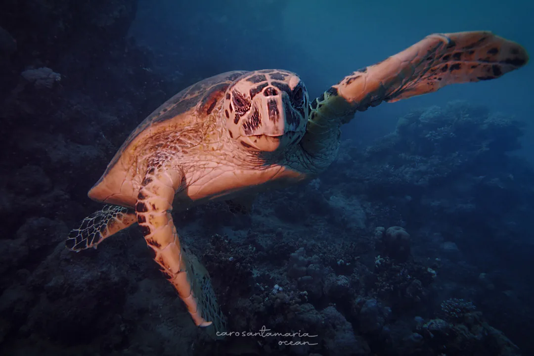 A hawksbill sea turtle swimming straight toward the camera with one flipper extended
