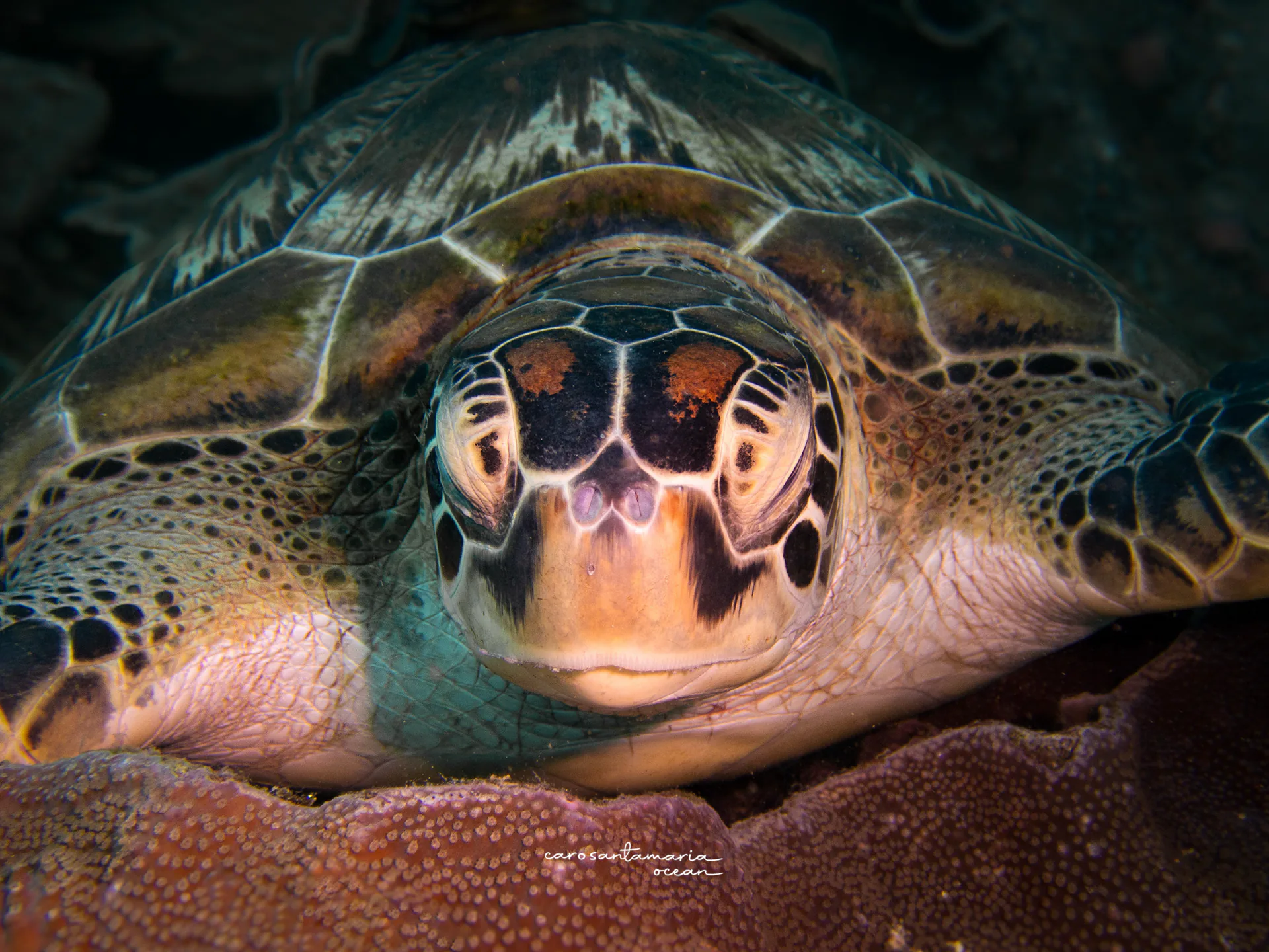 World Sea Turtle Day 2026: The Year the Green Turtle Came Back