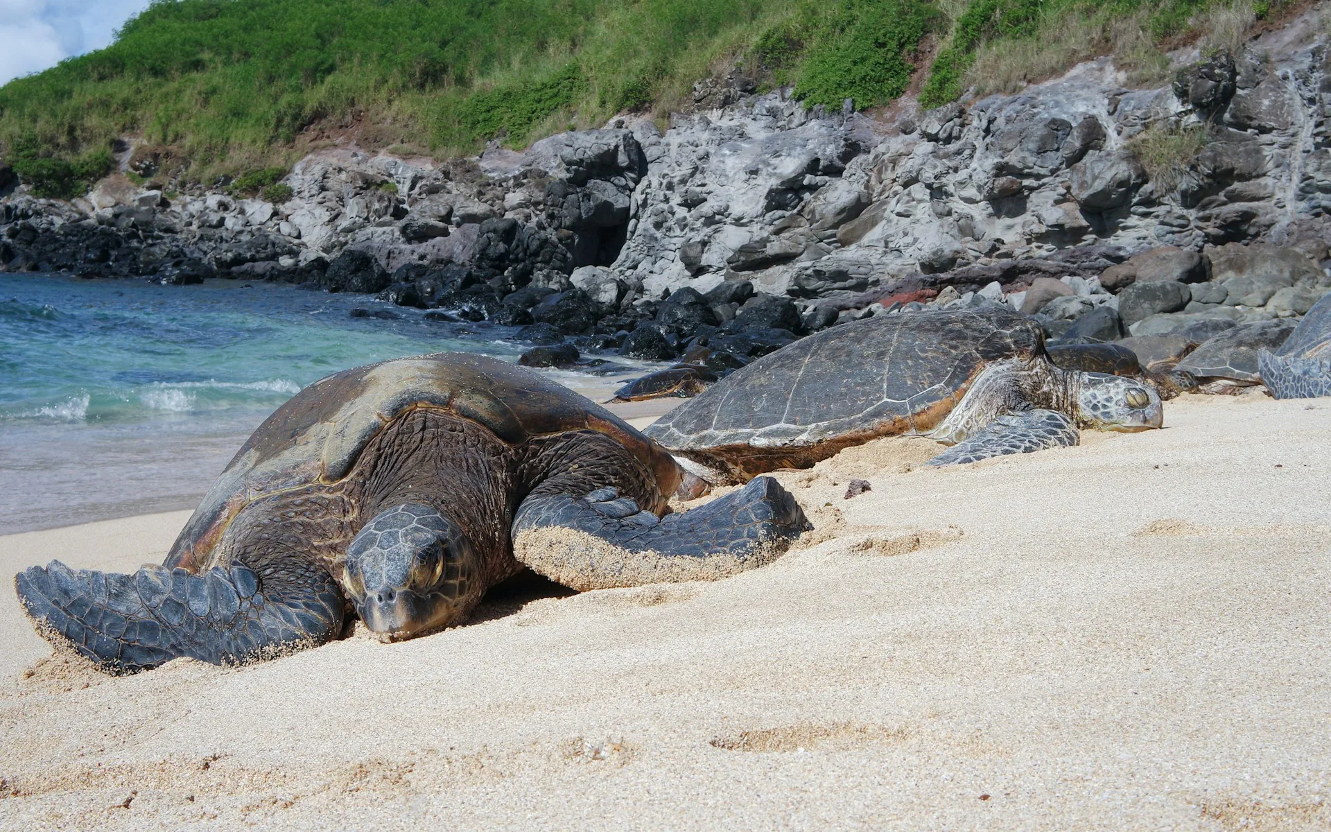 Two Hawaiian green sea turtles basking on the sand at the water's edge below a rocky shoreline