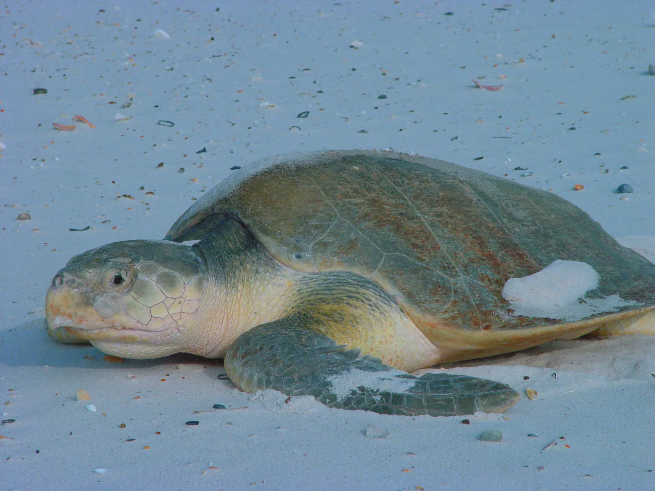 A Kemp's ridley sea turtle resting on pale sand, photographed by the US Fish and Wildlife Service