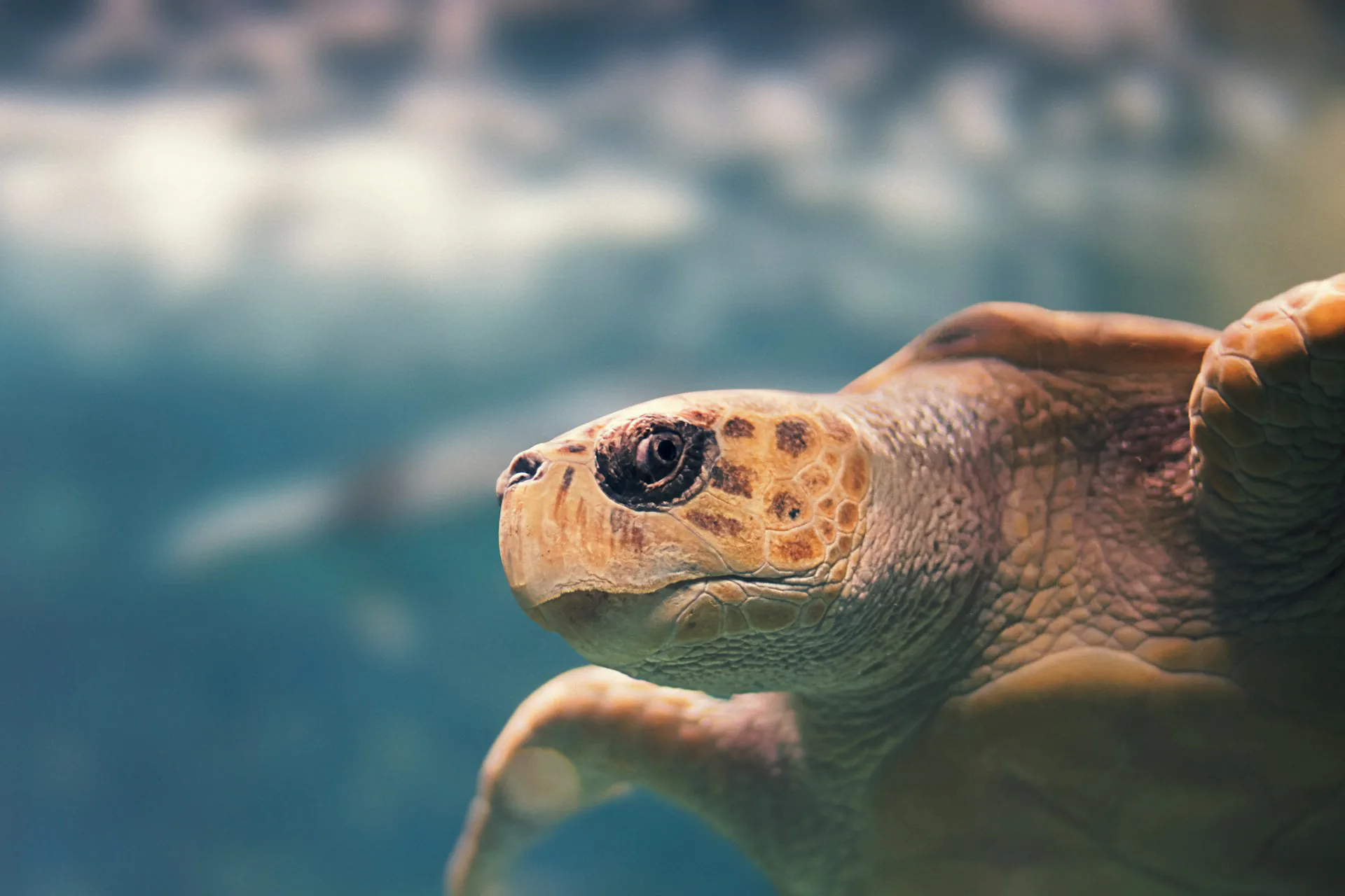 Close-up profile of a loggerhead sea turtle, the facial scale pattern used for photo identification clearly visible