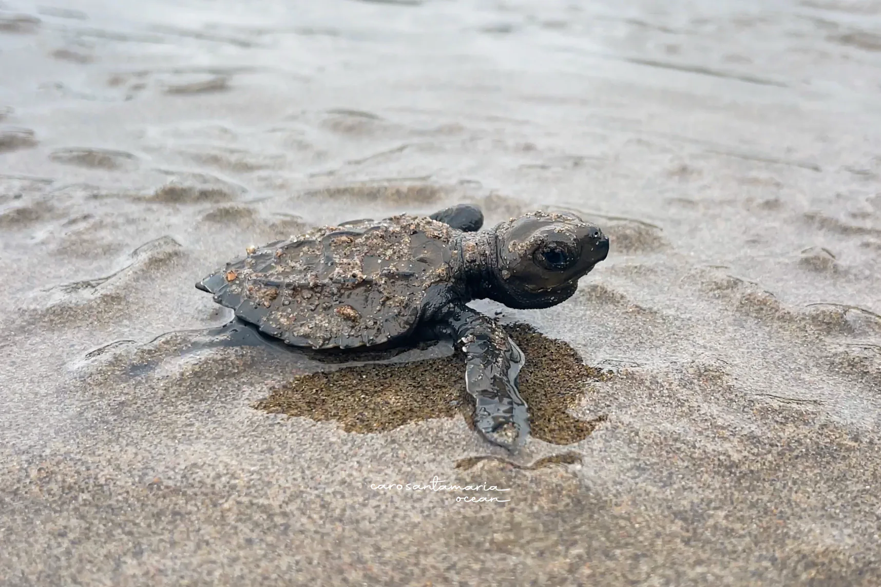 An olive ridley hatchling crawling across wet sand toward the sea