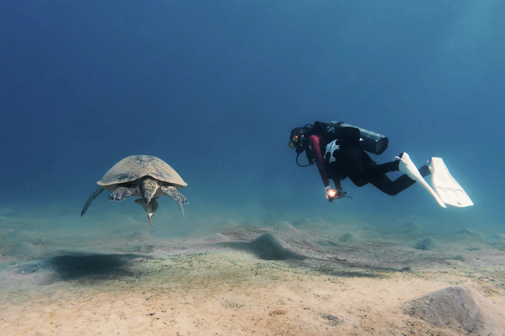 A diver photographing a green sea turtle from a respectful distance over a seagrass meadow