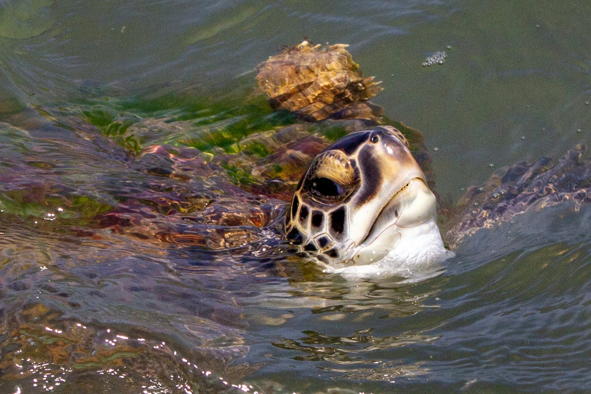 A sea turtle raising its head above the surface of murky green water