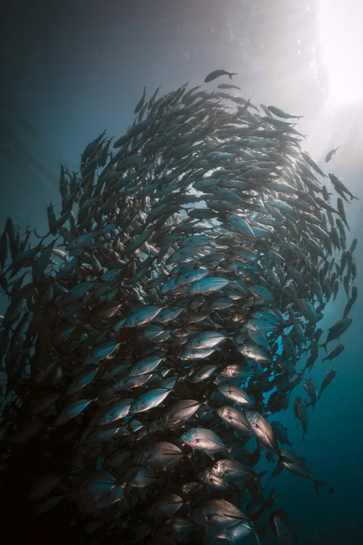 A school of fish underwater