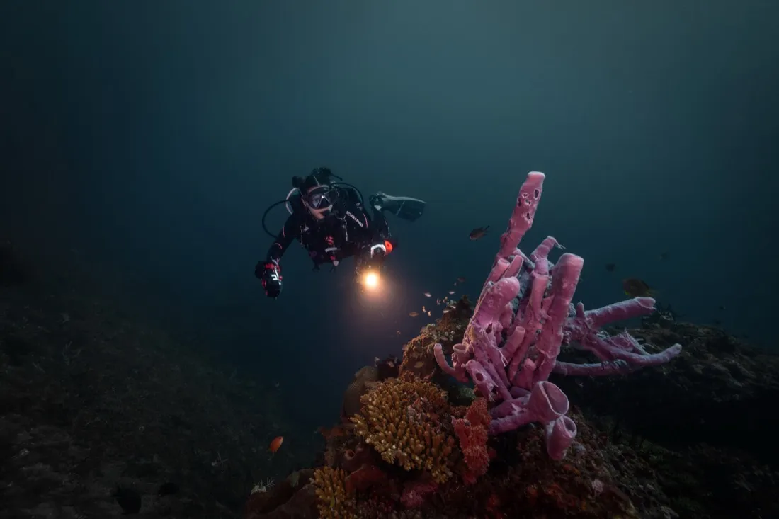 Caro Santamaria diving a coral reef with a dive light