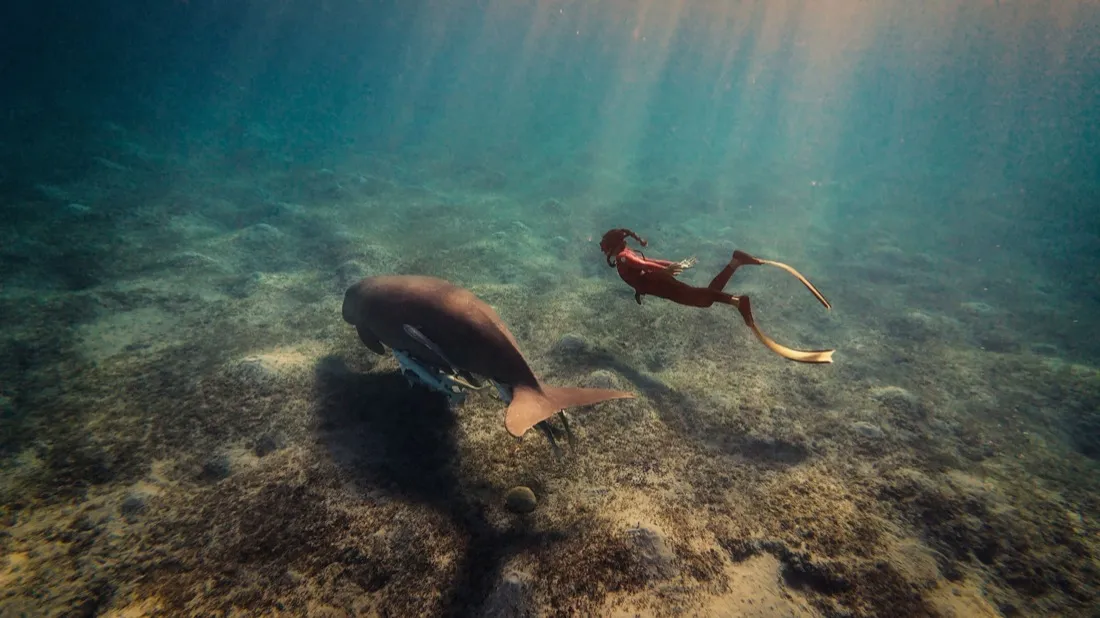 An underwater scene lit by sunlight through the water